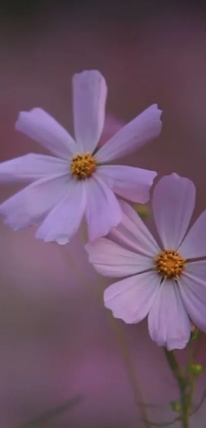 Purple cosmos flowers on a blurred background wallpaper.