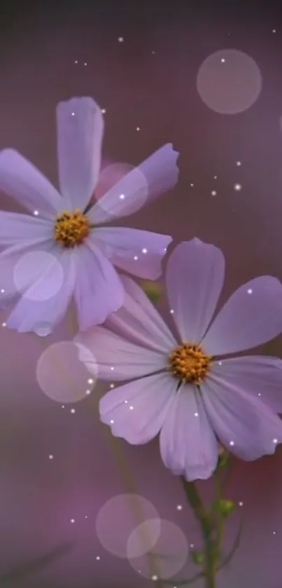 Elegant purple cosmos flowers with bokeh effect.