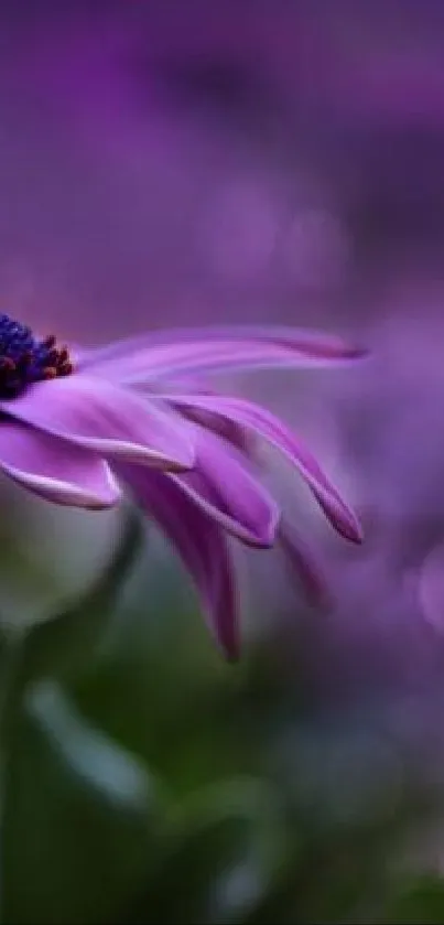 Close-up of a purple flower with a blurred bokeh background.