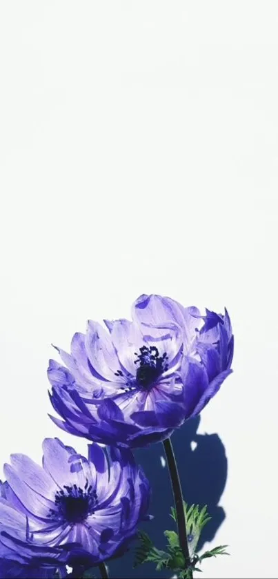 Elegant purple flowers on a white background, creating a minimalist wallpaper.