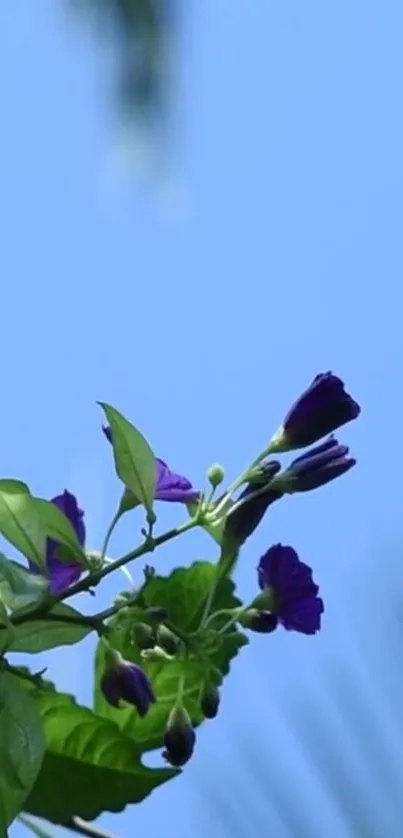 Beautiful purple flowers with green leaves against a clear blue sky.