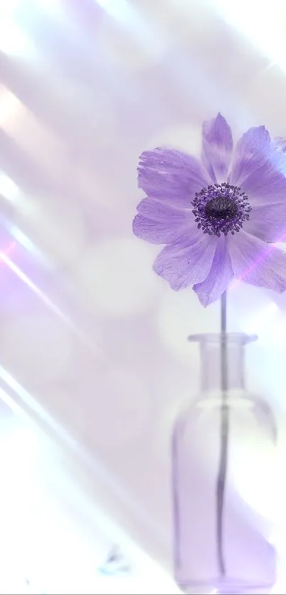 Lavender flower in a glass vase with soft glowing background.