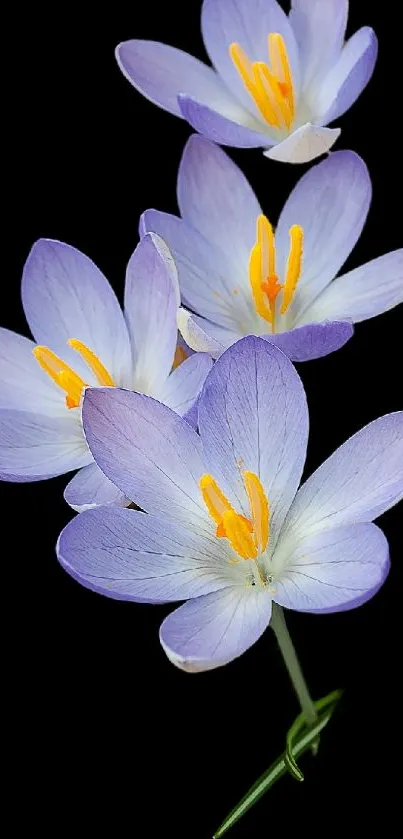 Elegant purple flowers on a black background, ideal for mobile wallpaper.