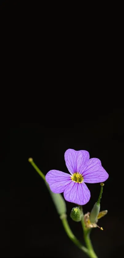 Purple flower against a dark background.