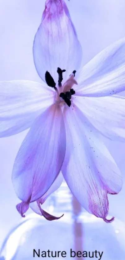 Elegant purple flower depicted in serene wallpaper.