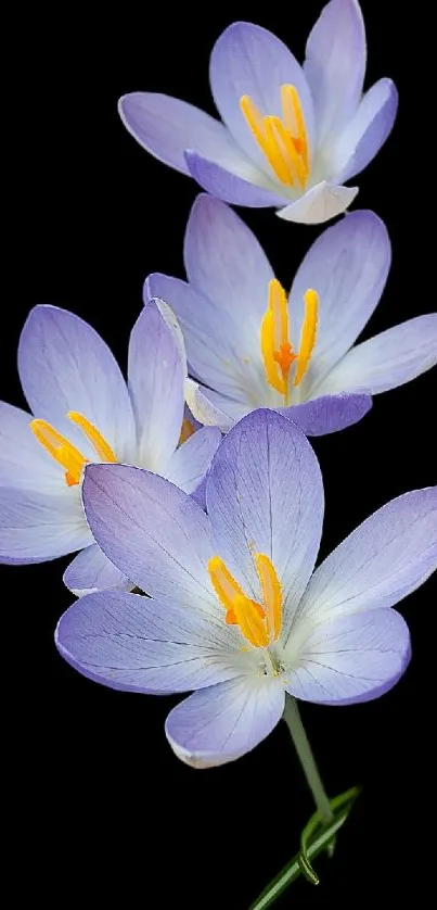 Vibrant purple flowers on a black background, perfect for mobile wallpaper.