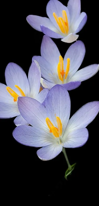 Purple flowers on black background, elegant mobile wallpaper.
