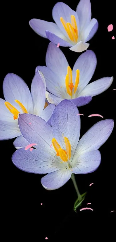 Purple flowers with yellow centers on black background.