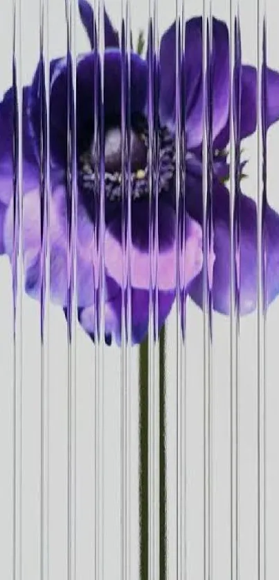 Purple flower wallpaper with textured glass effect.