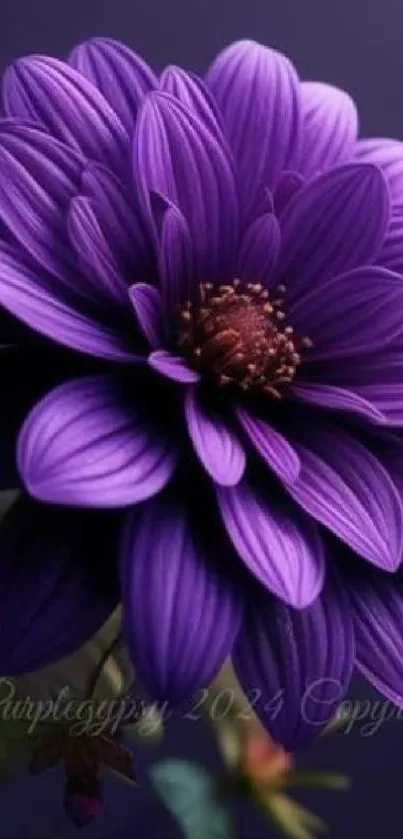 Elegant purple flower with vibrant petals, perfect for mobile wallpaper.