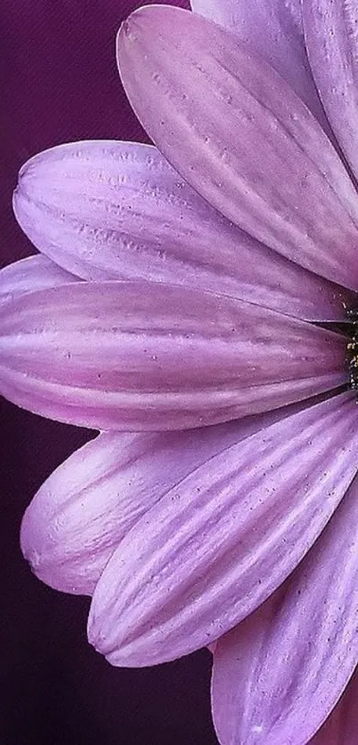 Close-up of a purple flower with delicate petals.