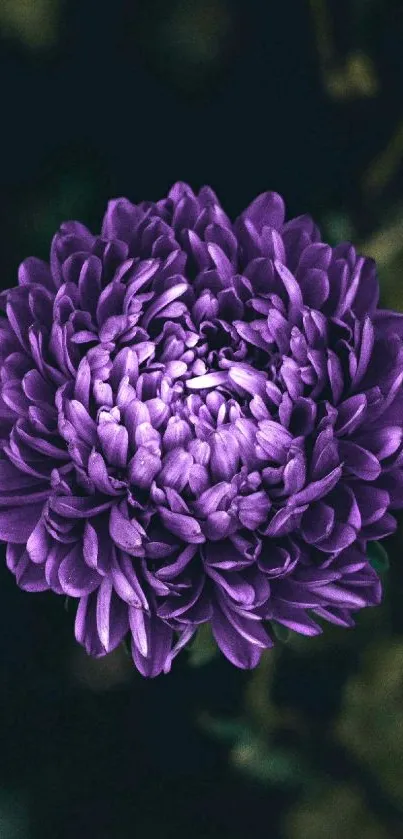 Vibrant purple chrysanthemum flower on a dark background.