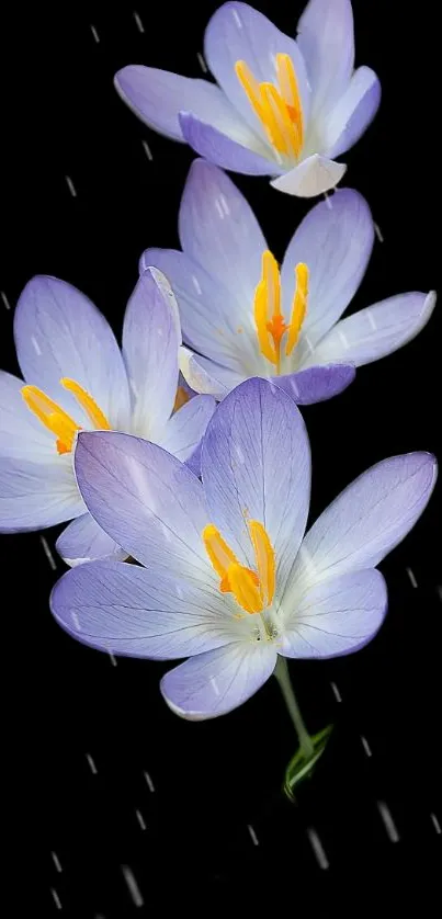 Elegant purple flowers on a black background with delicate petals.