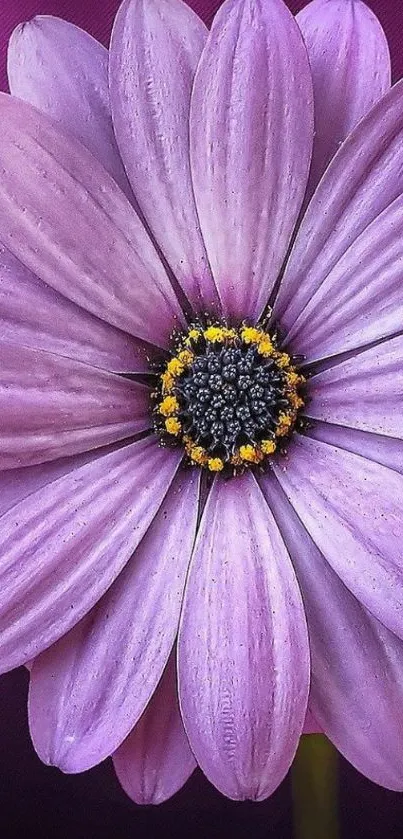 Close-up of a vibrant purple flower on a dark background, ideal for mobile wallpaper.