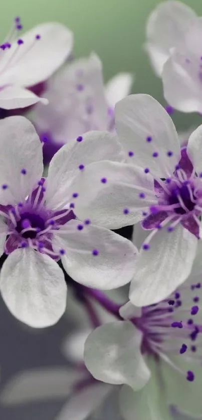 Elegant purple flowers with white petals on a green background.