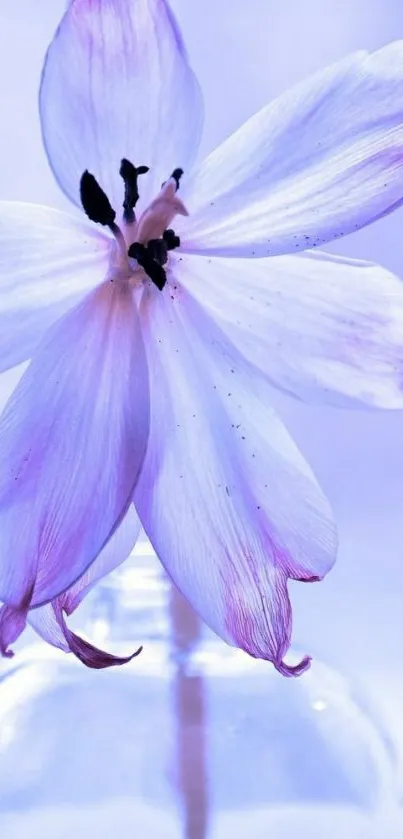 A delicate purple flower in a glass vase with a soft lavender background.