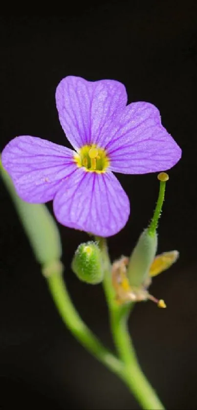 Purple flower on black background wallpaper.