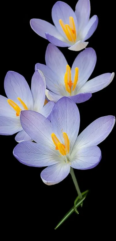 Purple crocus flowers on a black background.