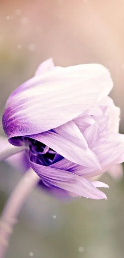 Lavender flower in soft focus, perfect for an elegant mobile wallpaper.