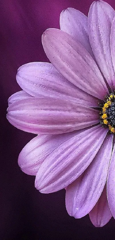 Close-up of a purple flower with dark background.