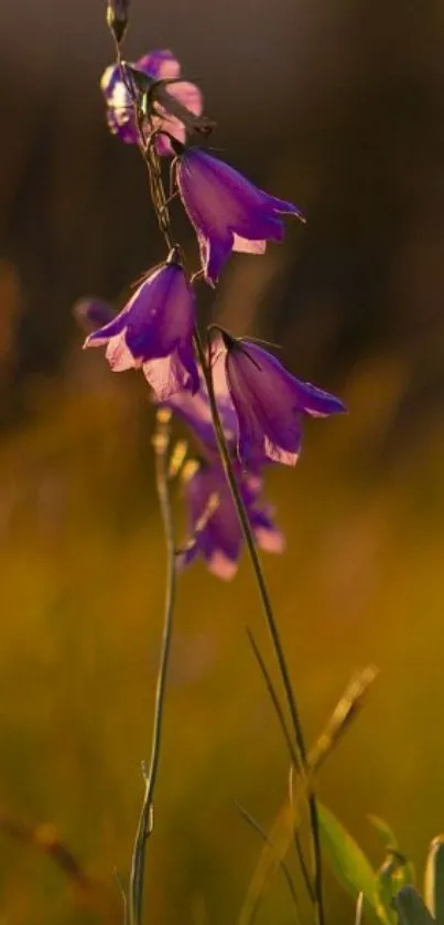 Purple flower with golden background wallpaper.