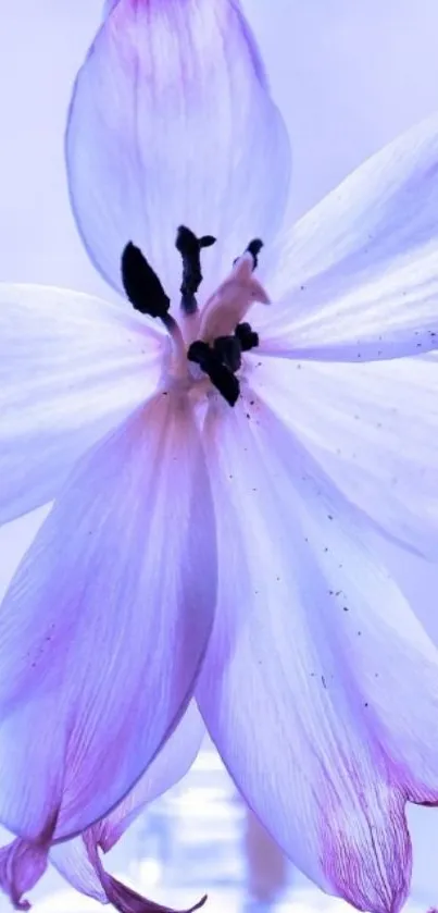 Elegant purple flower with soft petals against a light background.