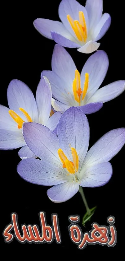 Elegant purple flowers on a black background.