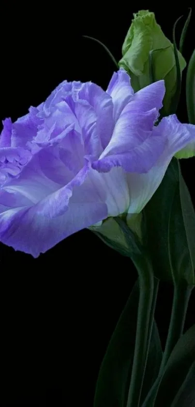 Purple flower on black background wallpaper.