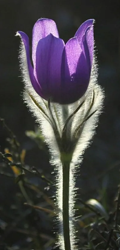 Purple flower in soft light; elegant and serene.