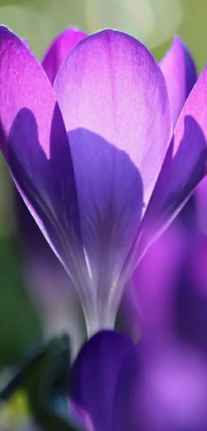 Purple flower close-up with green background.