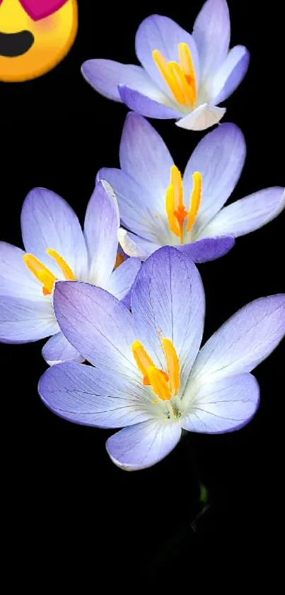 Elegant purple flowers with yellow centers on a black background.