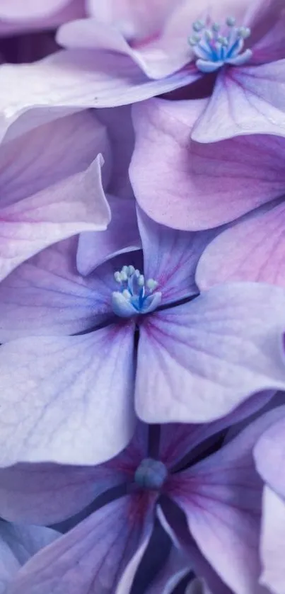 Closeup of purple hydrangea flowers in bloom.