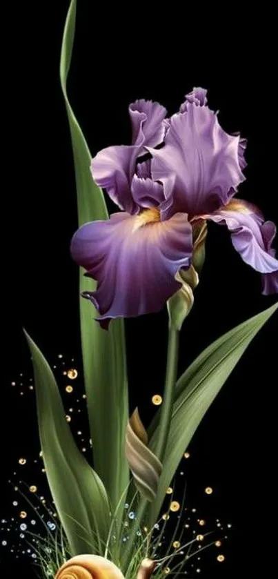 Elegant purple iris flower with green leaves on a black background.