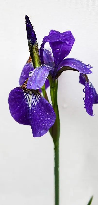 Close-up of a vibrant purple iris flower with dewdrops on petals.