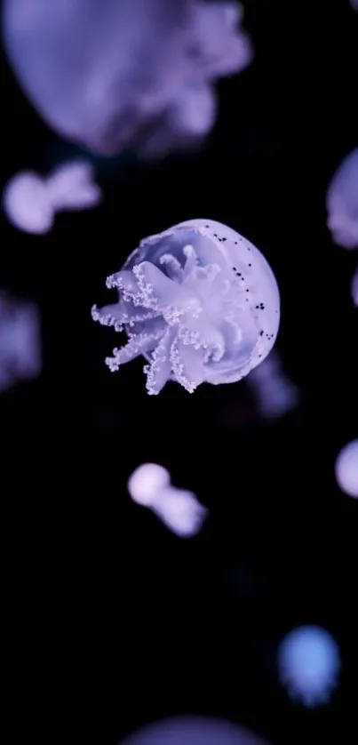 Purple jellyfish on a dark background.