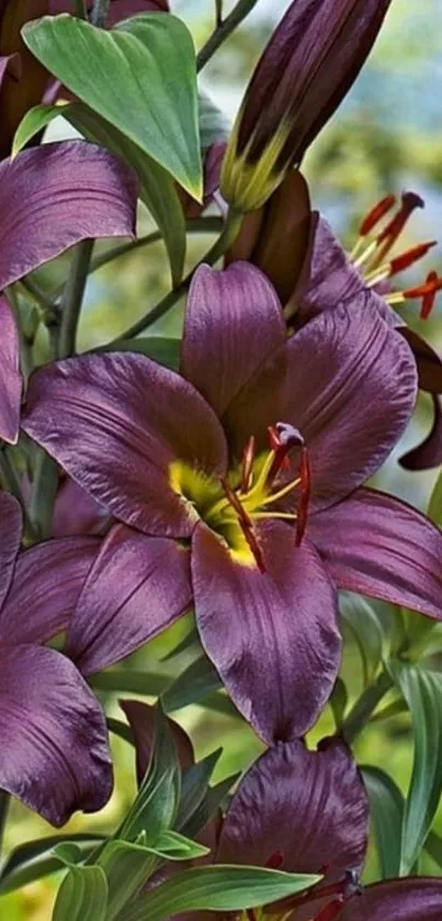 Purple lilies in a lush green setting.