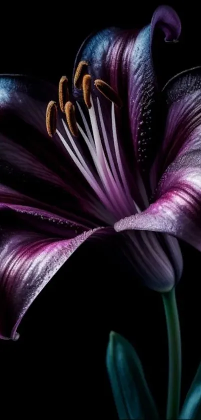 A stunning purple lily against a dark background.