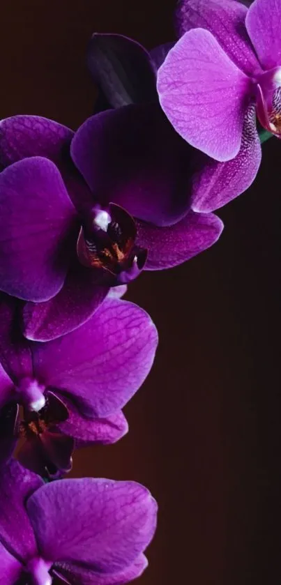 Vibrant purple orchids on a dark background.