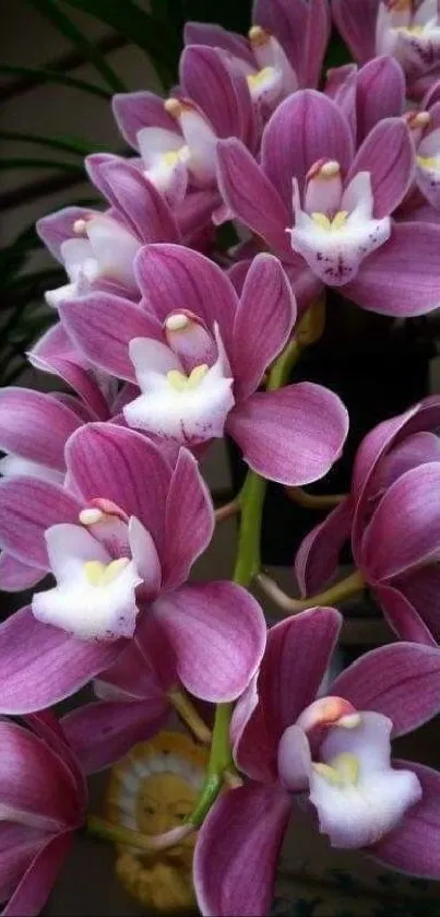 Elegant purple orchid flowers with lush petals.