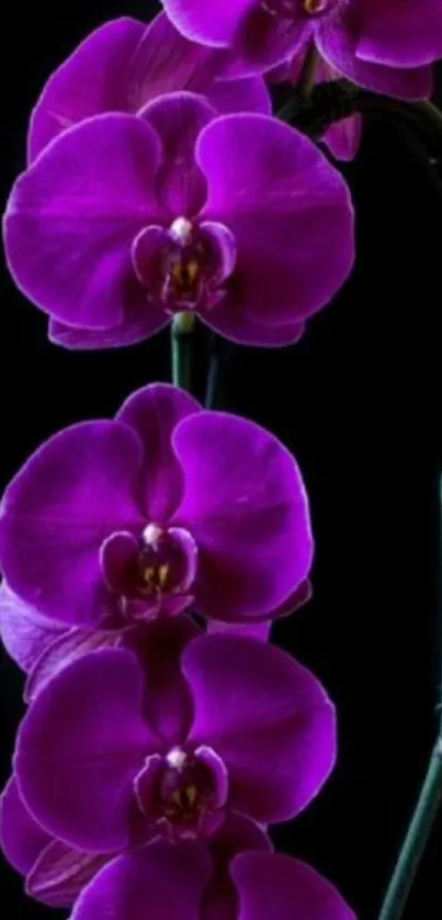 Vivid purple orchid on black background.