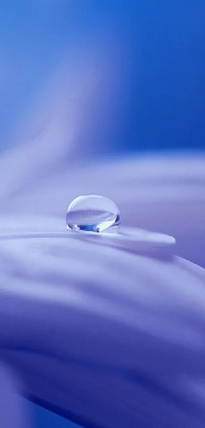 Close-up of a purple flower petal with a dew drop on blue background.