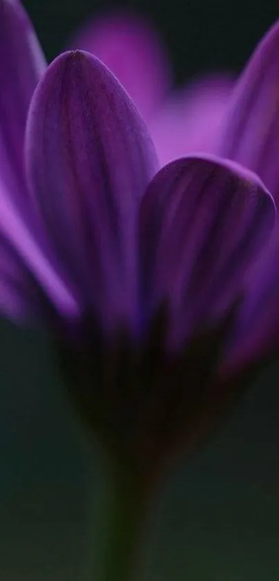 Close-up of elegant purple flower petals on a dark background mobile wallpaper.