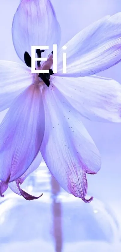 Elegant purple flower on a soft lavender background wallpaper.