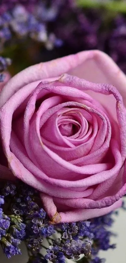 Close-up of a purple rose with lavender accents.