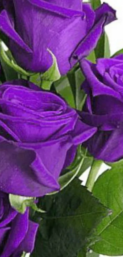 Elegant purple roses bouquet wallpaper with lush green leaves.