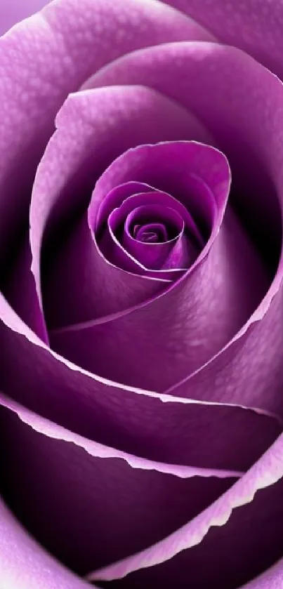 Close-up of a vibrant purple rose with intricate petal details.