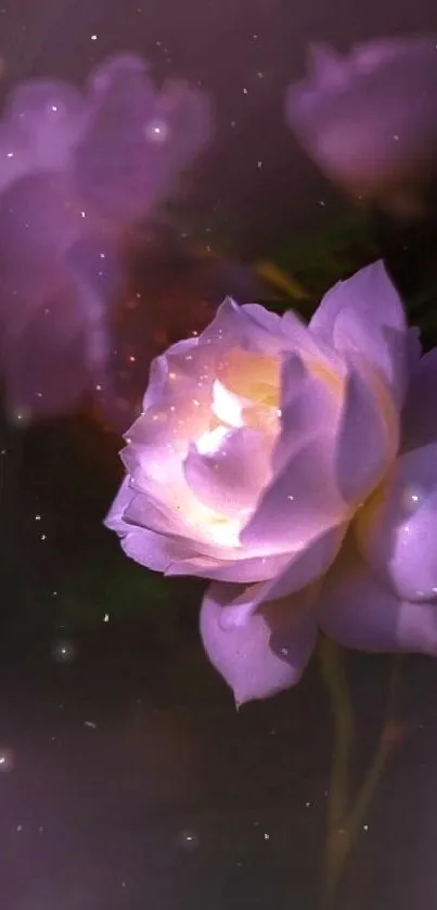 A glowing purple rose with soft ambient light in a dark background.