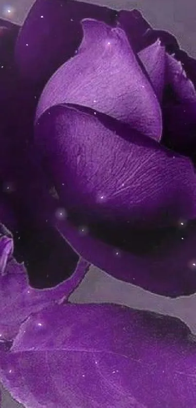 Elegant purple rose mobile wallpaper with rich hues.