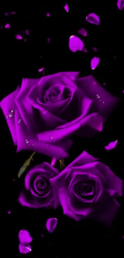 Elegant purple roses with falling petals on a dark background.