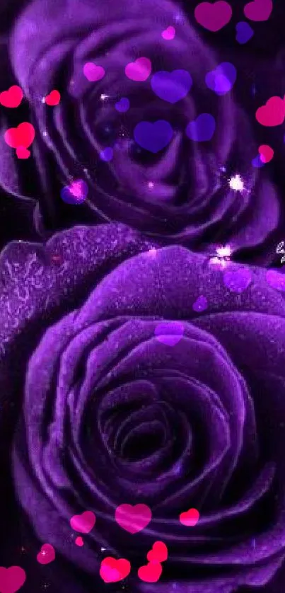 Elegant purple roses with water droplets, perfect for mobile wallpaper.